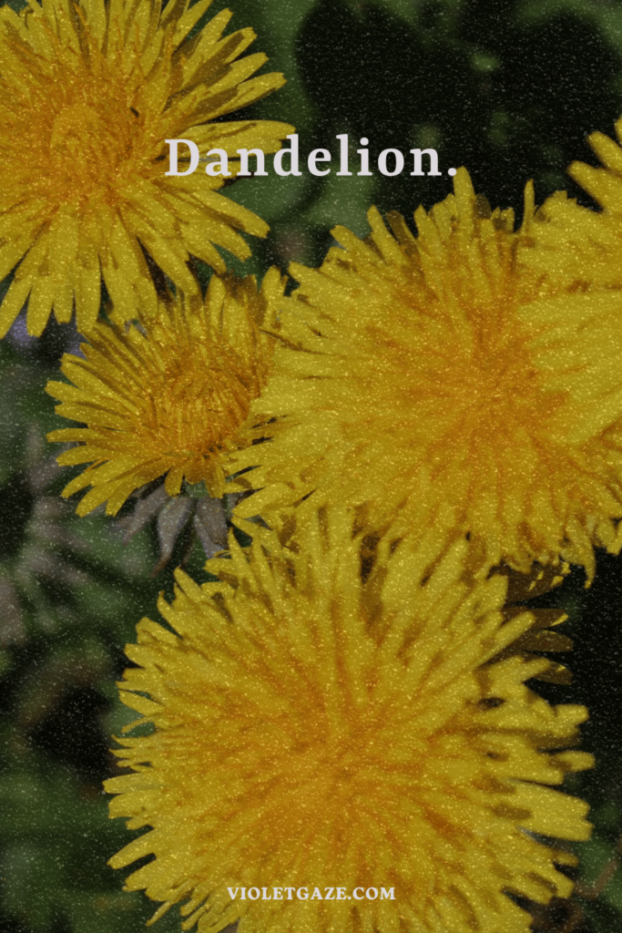 dandelion flowers vintage violet gaze