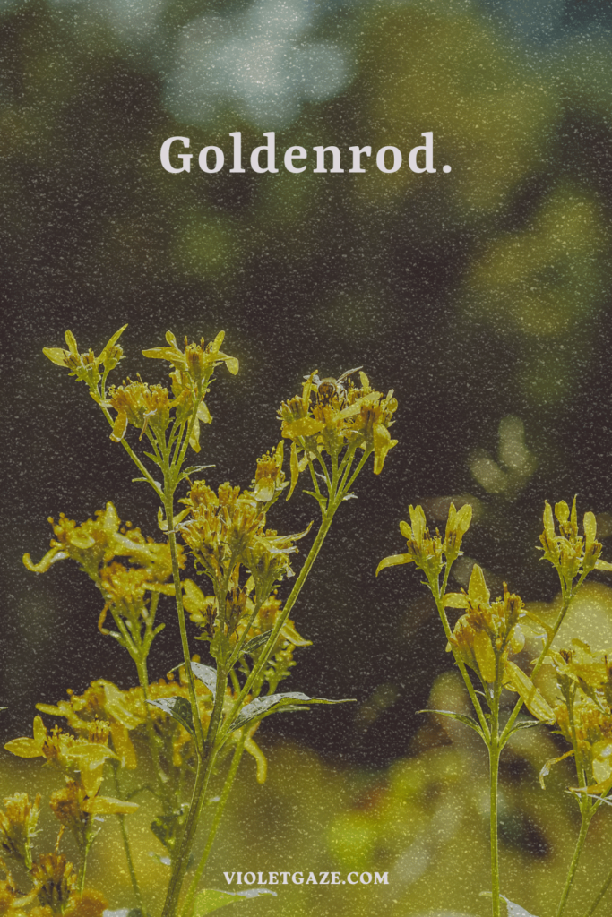 golden rod flowers in the wild vintage violet gaze