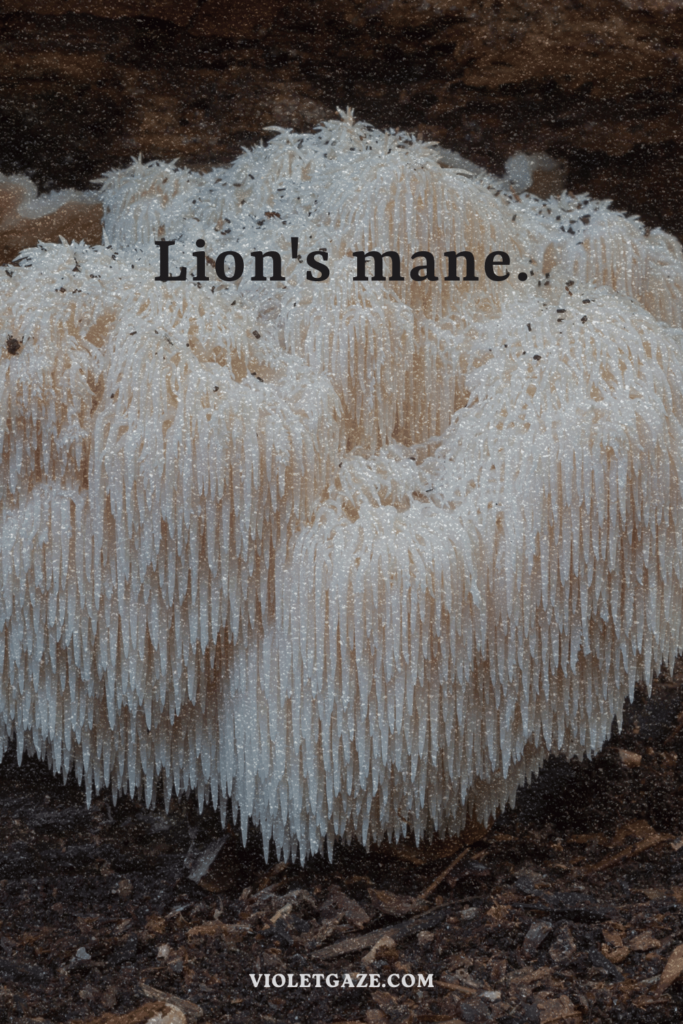 white lion's mane in a forest vintage violet gaze